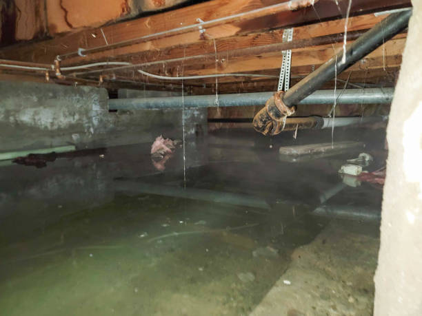 Best Mold removal after water damage  in Vivian, LA